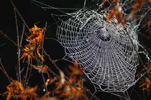 Spider Web Pearls-7976.jpg